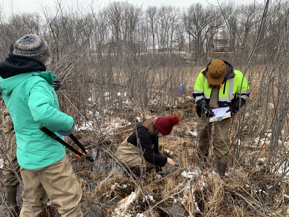 Photo taken of plot work at the first experimental removal workday. Pictured is a student volunteer holding loppers and two team members measuring and recording diameter of cut buckthorn stumps.