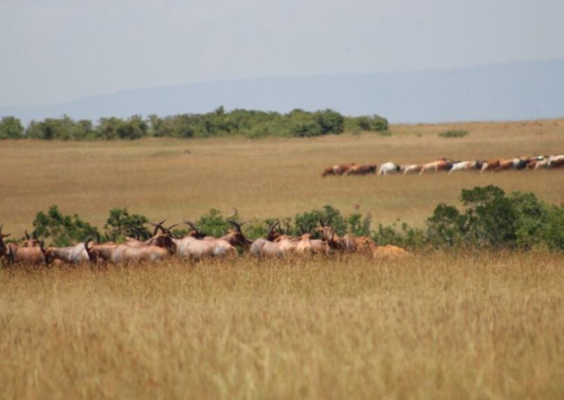 Cattle-raised-by-Massai-Farmers