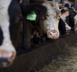 Air Pollution Impacts on Latinx communities in California Caused by Beef Production