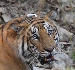 GPS tracking could help tigers and traffic coexist in Asia