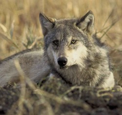 Endangered gray wolf