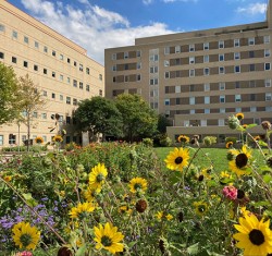 MLA alumna helps design therapeutic green space for local hospital