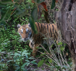 a tiger on the prowl in Bardia National Park in Nepal. Tiger populations have almost tripled across the Terai Arc Landscape in Nepal since 2009.