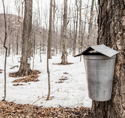 U-M CSS Researchers Awarded USDA Grant for Maple Syrup Production Life Cycle Analysis