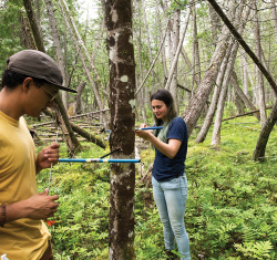 SEAS master’s students Ezekiel Herrera-Bevan and Chantalle Vincent take a tree core sample at the U-M Biological Station.