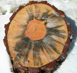 Study: Blue-stained pine can recover value through thermal modification processing
