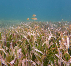 Caribbean seagrasses provide services worth $255B annually, including vast carbon storage, study shows