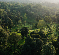 Desta&#039;s Coffee Jungle Farm in Ethiopia, where the local community grows the native coffee plant in the rainforest. 