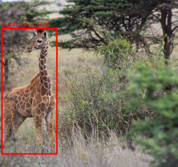 An AI-identified animal: Nathan Fox trained an AI model to detect animals in photographs. The red bounding box highlights where the animal is detected, and the percentage shows how confident the AI model is in its accuracy.
