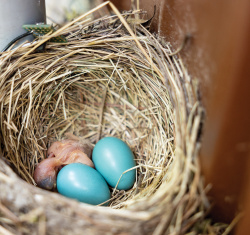 A robin&#039;s nest holds a baby and two eggs.