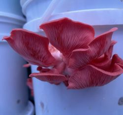 A pink oyster mushroom grown by University of Michigan students. 