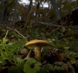 Climate change is moving tree populations away from the soil fungi that sustain them