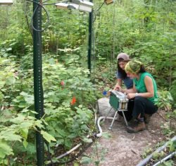 Two people working in one of the 72 forest plots in Minnesota where the research was conducted.