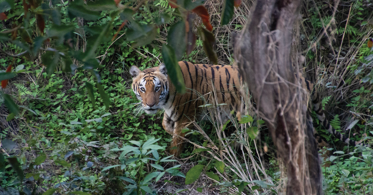 a tiger on the prowl in Bardia National Park in Nepal. Tiger populations have almost tripled across the Terai Arc Landscape in Nepal since 2009.