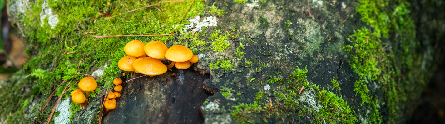mushrooms growing on a mossy log