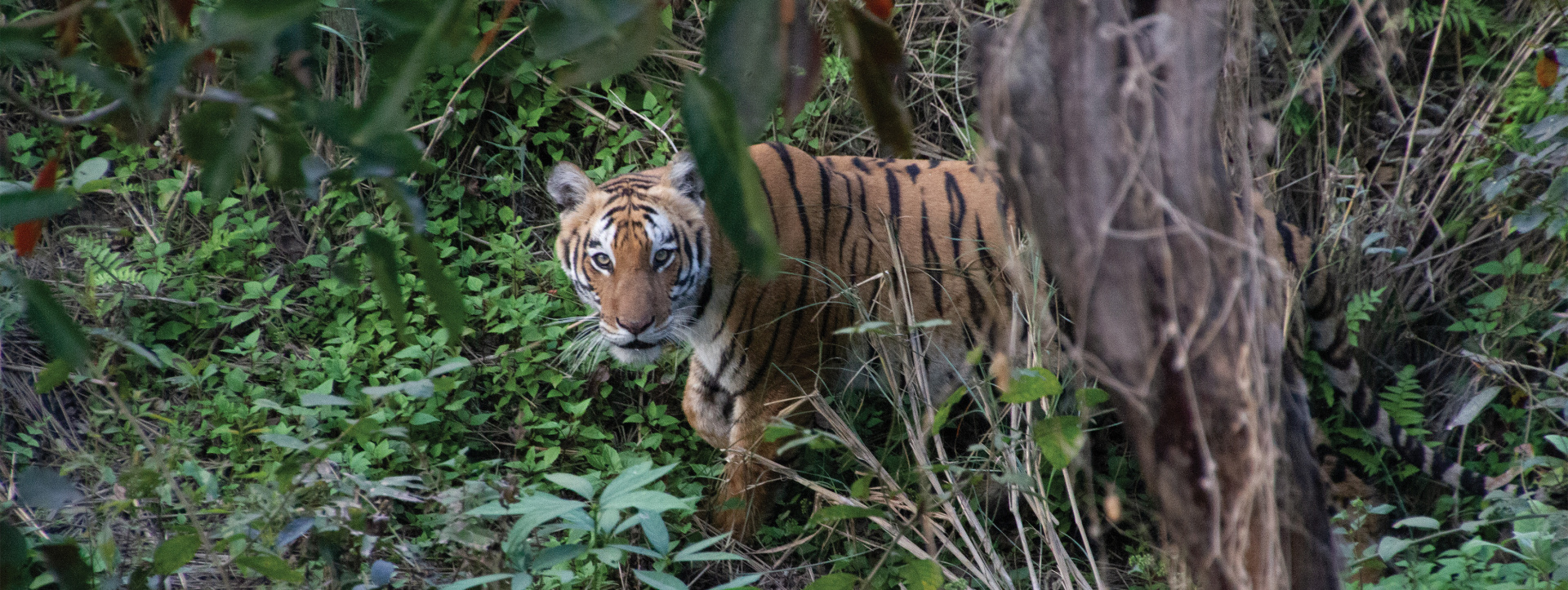 A tiger on the prowl in bardia national park in nepal. Tiger populations have almost tripled across the terai arc landscape in nepal since 2009.