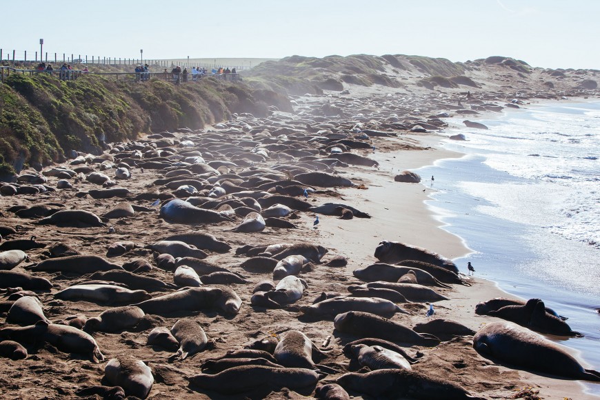 elephant seals in california