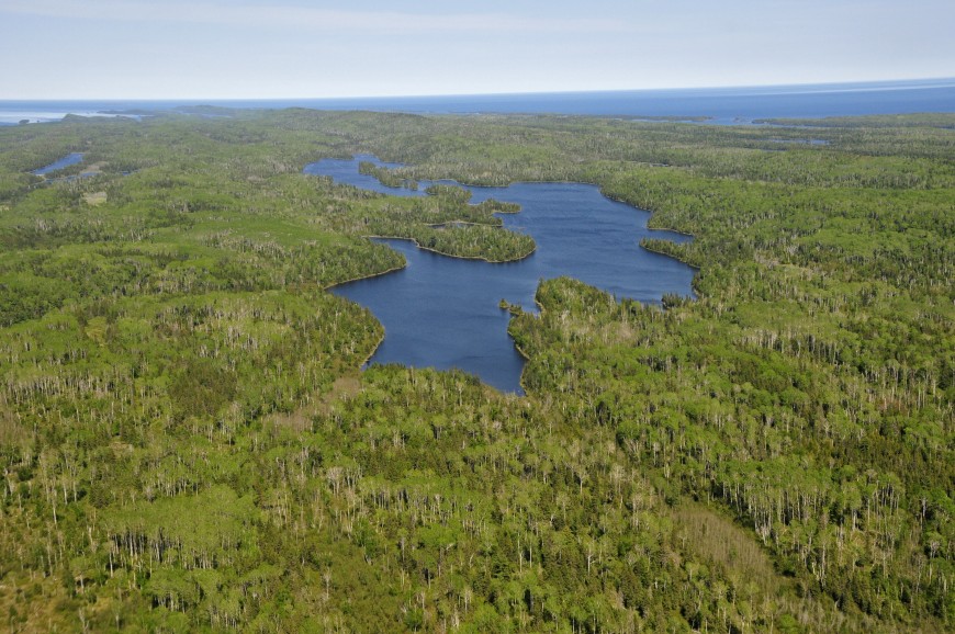 Analysis of competitive terrestrial foraging: moose-beaver interactions on Isle Royale