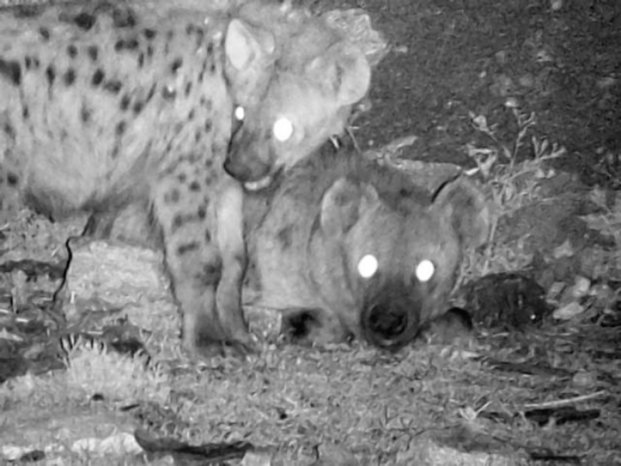 Juvenile (left) and adult spotted hyenas at night in Mekelle, Ethiopia. Image credit: Chinmay Sonawane