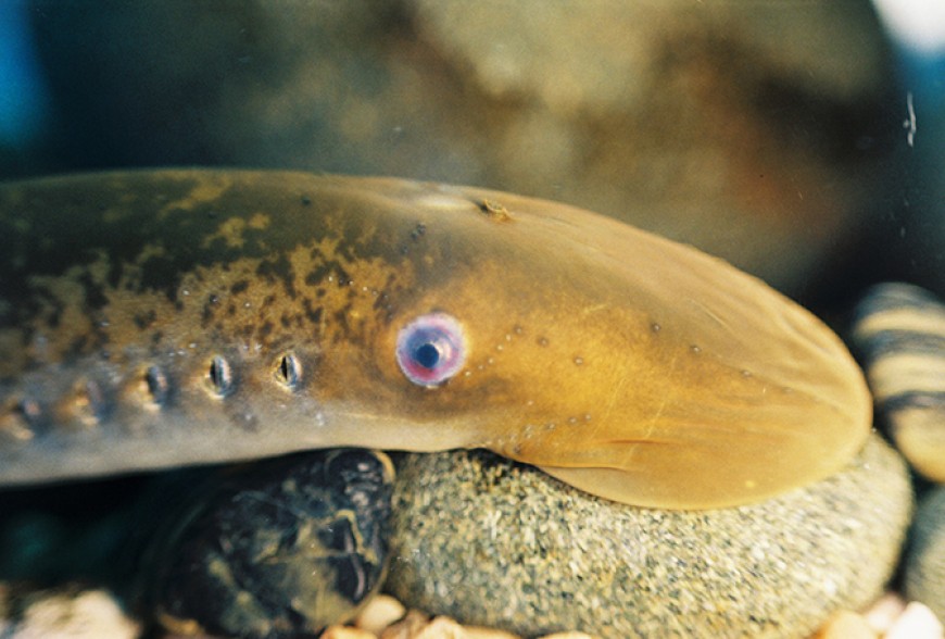 Great Lakes invasive species: controlling sea lamprey populations