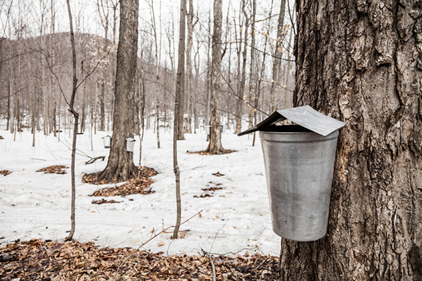 U-M CSS Researchers Awarded USDA Grant for Maple Syrup Production Life Cycle Analysis