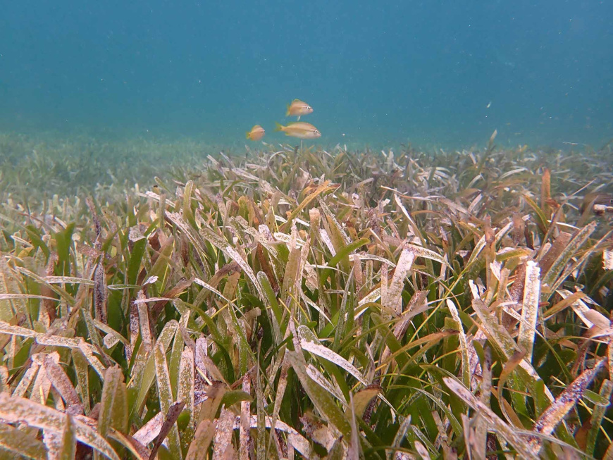Caribbean seagrasses provide services worth $255B annually, including vast  carbon storage, study shows