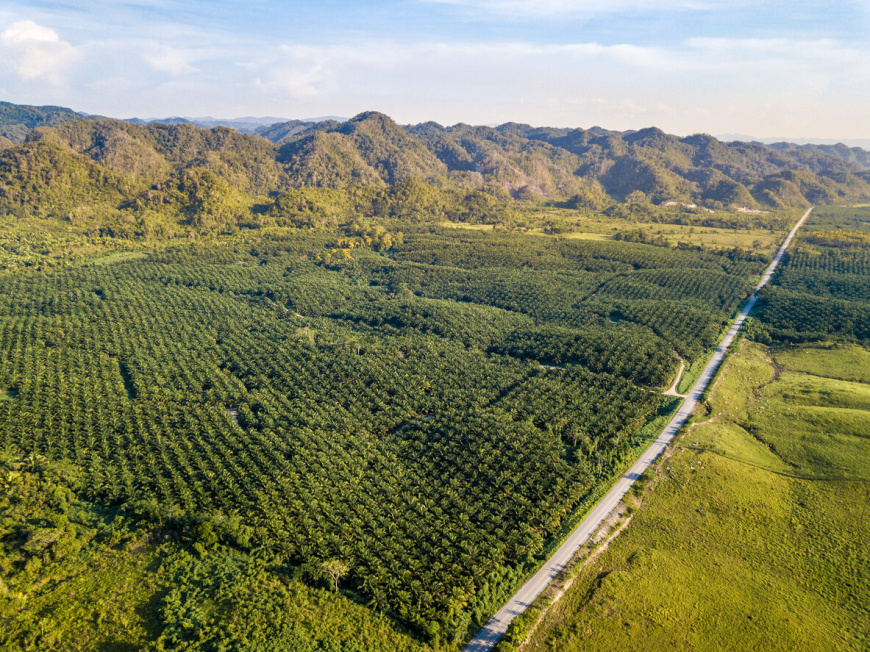 Palm oil plantations and deforestation in Guatemala: Certifying