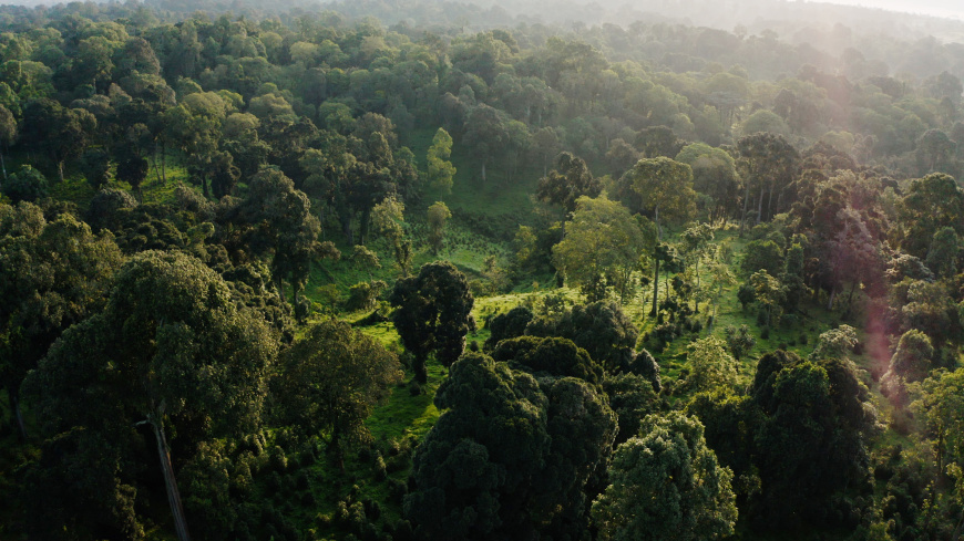 Desta&#039;s Coffee Jungle Farm in Ethiopia, where the local community grows the native coffee plant in the rainforest. 