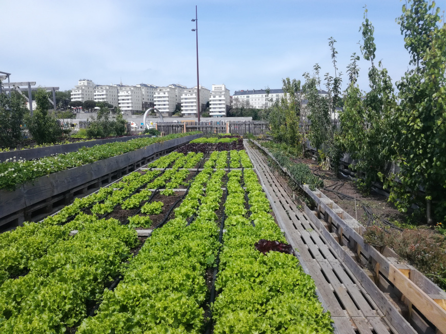 Food from urban agriculture has carbon footprint 6 times larger than conventional produce, study shows