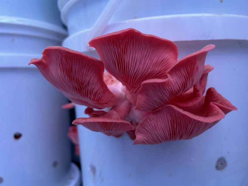 A pink oyster mushroom grown by University of Michigan students. 