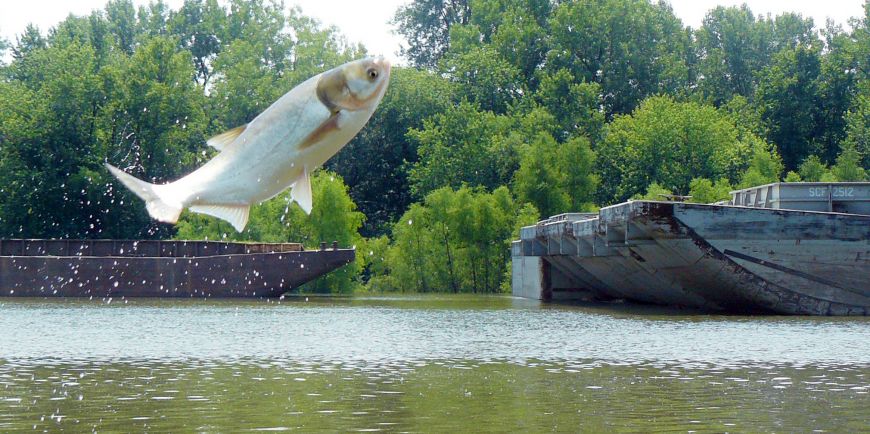 Asian Carp capable of surviving in much larger areas of Lake
