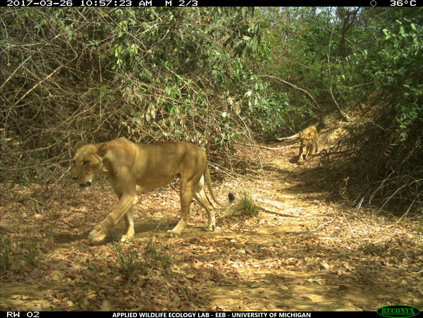 Two West African lions in Park W-Niger, part of the WAP Complex, photographed during a University of Michigan-led wildlife camera survey. West African lions are smaller than, and genetically distinct from, other African lions. Image credit: University of Michigan Applied Wildlife Ecology Lab