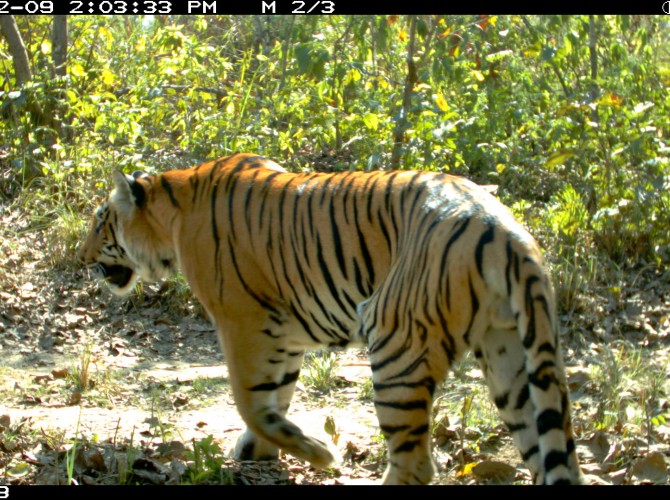 U-M study forecasts the effects of roads and railways on endangered tigers  
