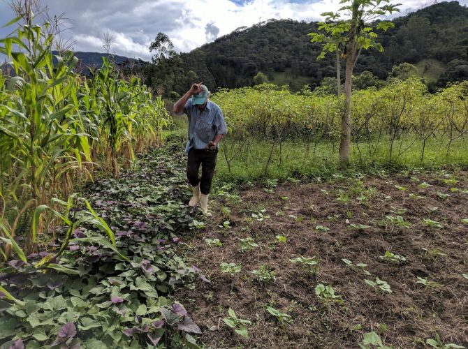 A farmer in Brazil is pictured on a diversified fruit and vegetable farm.