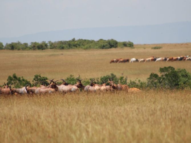 Cattle grazing inside the Maasai Mara National Reserve in Kenya.