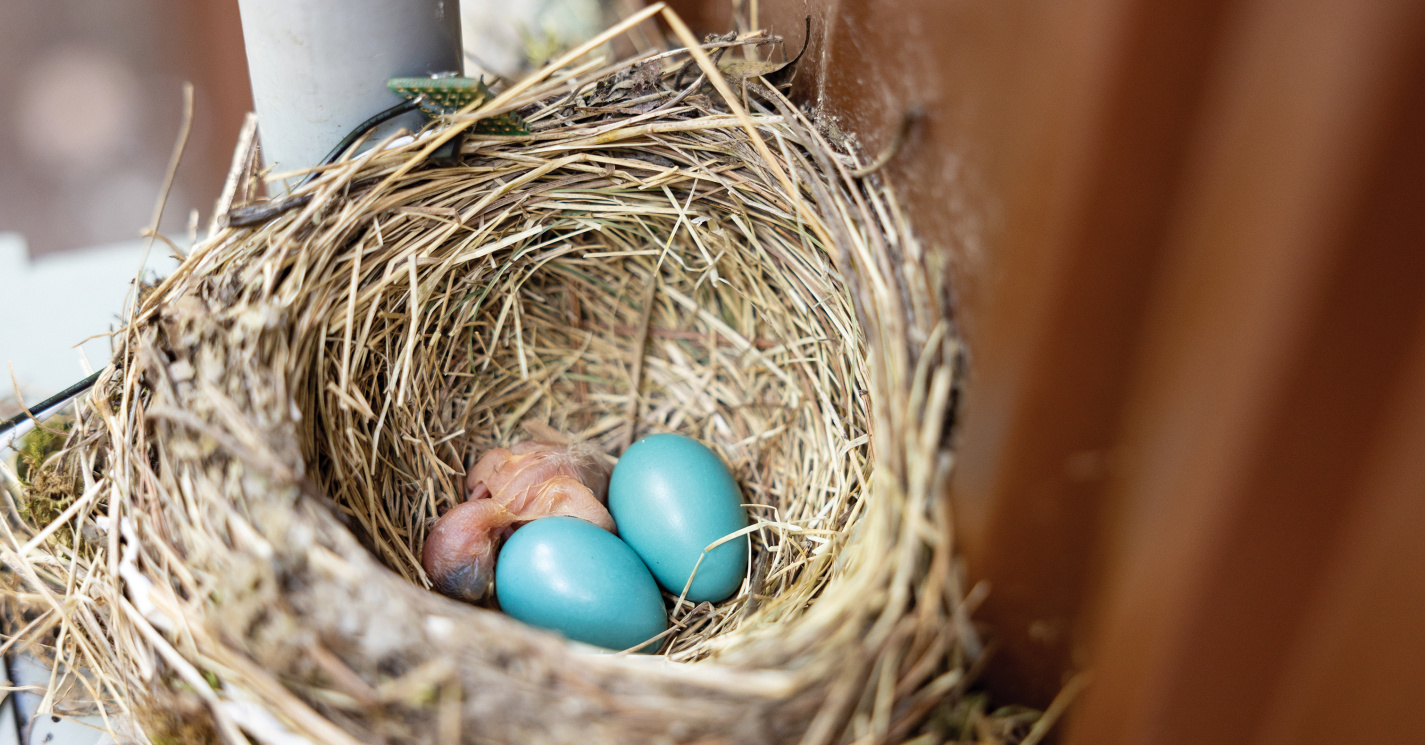 A robin&#039;s nest holds a baby and two eggs.