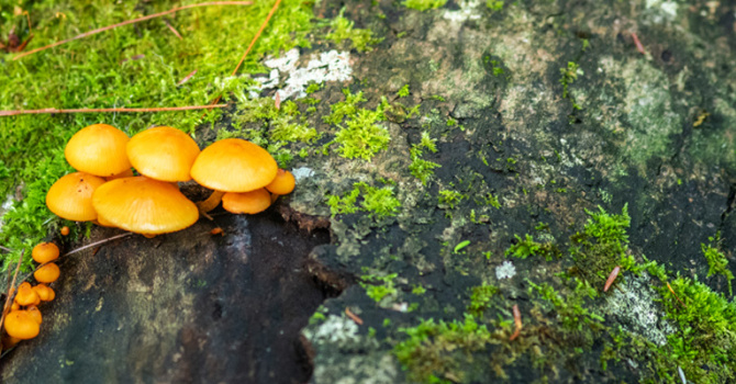 mushrooms growing on a mossy log